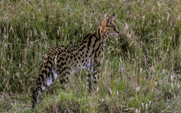 Serval   (Leptailurus serval)