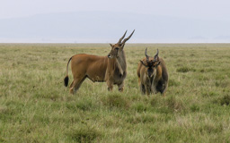 Elenantilopen - die größte Antilopenart, Gewicht  500 -1000 kg, Körperlänge 2 - 3  Metern