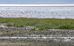 Flamingos mit Schakal