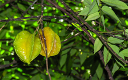 Sternfrucht -  auch Karambole genannt, ist  eine von zwei Arten aus der Gattung der Gurkenbäume