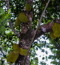 der Jackfruchtbaum  ist eine Pflanzenart in der Familie der Maulbeergewächse, Höhe 10 - 20 m