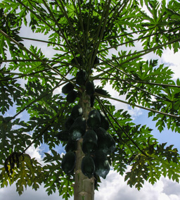 der  Papayabaum - ist eine Pflanzenart aus der Familie der Melonenbaumgewächse