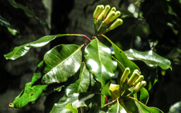 Gewürznelken -Baum  -  ist eine Pflanzenart in der Familie der Myrtengewächse