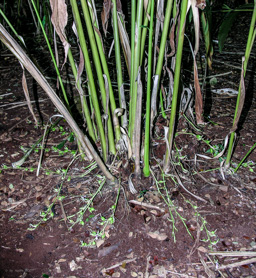 Grüner Kardamom -  ist eine Pflanzenart aus der Familie der Ingwergewächse