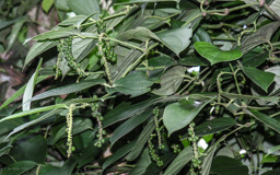 Pfeffer - die Pfefferpflanze ist eine verholzende Kletterpflanze, die an Bäumen emporwächst (bis 10 m)