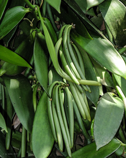 Vanille (Vanilla) -  ist eine Gattung tropischer und subtropischer Pflanzen-Arten aus der Familie der Orchideen
