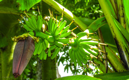 Bananenstaude - von Bananen gibt es  rund 100 Arten