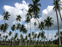 Kokospalmen Plantage - ausgewachsen werden die Palmen zwischen 20 und 25 m hoch