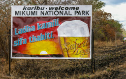 Mikumi NP - ca. 280 km westlich von Daressalam