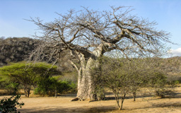 BAOBAB / Afrikanischer Affenbrotbaum (Adansonia digitata)