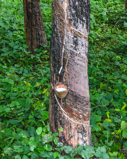 Gummibaum  (Ficus elastica) - der bei Verletzungen austretende, weiße Gummisaft („Latex“) wird zur Gummiherstellung verwendet